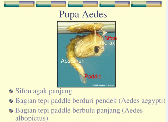 Gambar pupa nyamuk (slideplayer)