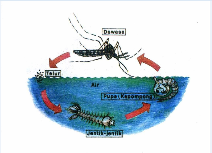 Gambar siklus hidup nyamuk (ora et labora)
