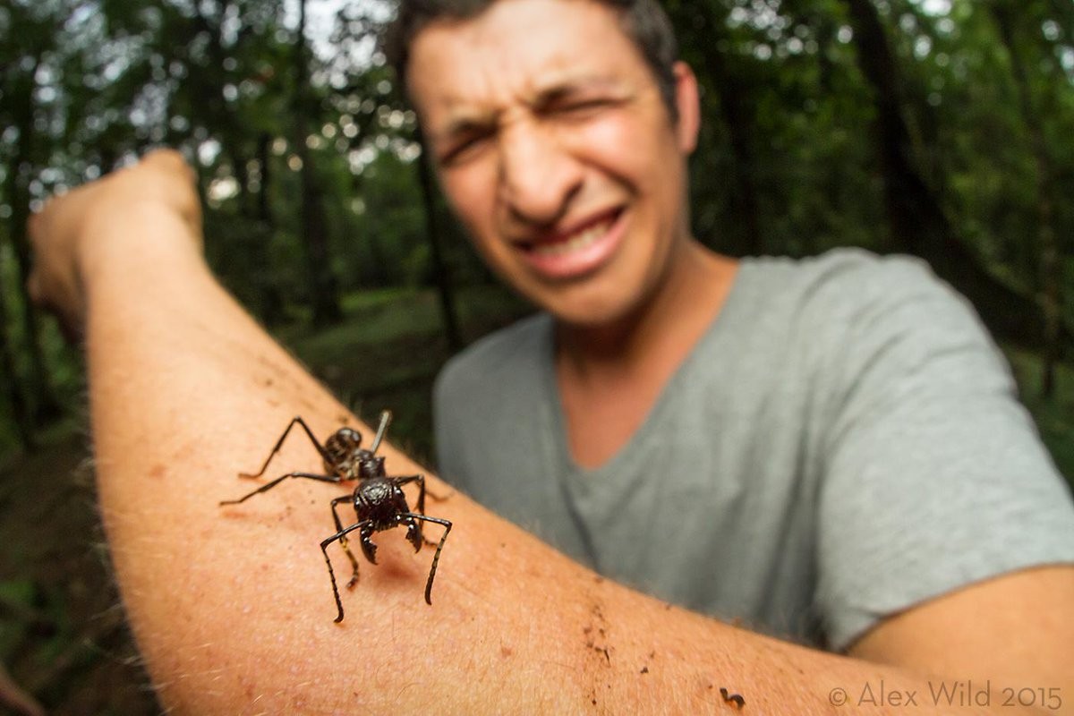 Самое ядовитое насекомое в мире