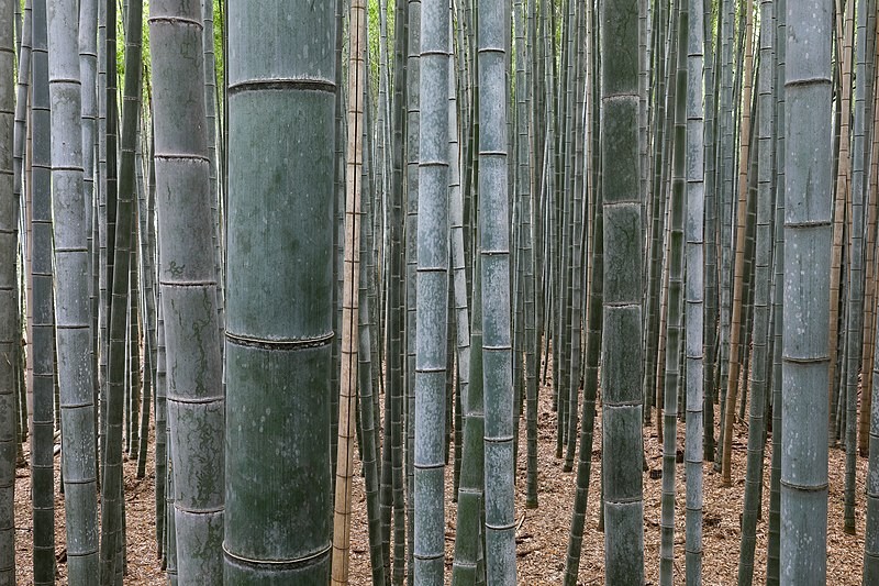 Bambu 