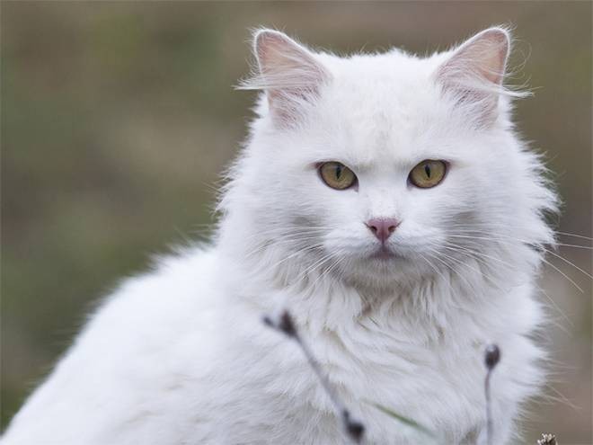 Kucing Anggora Berwarna Putih 