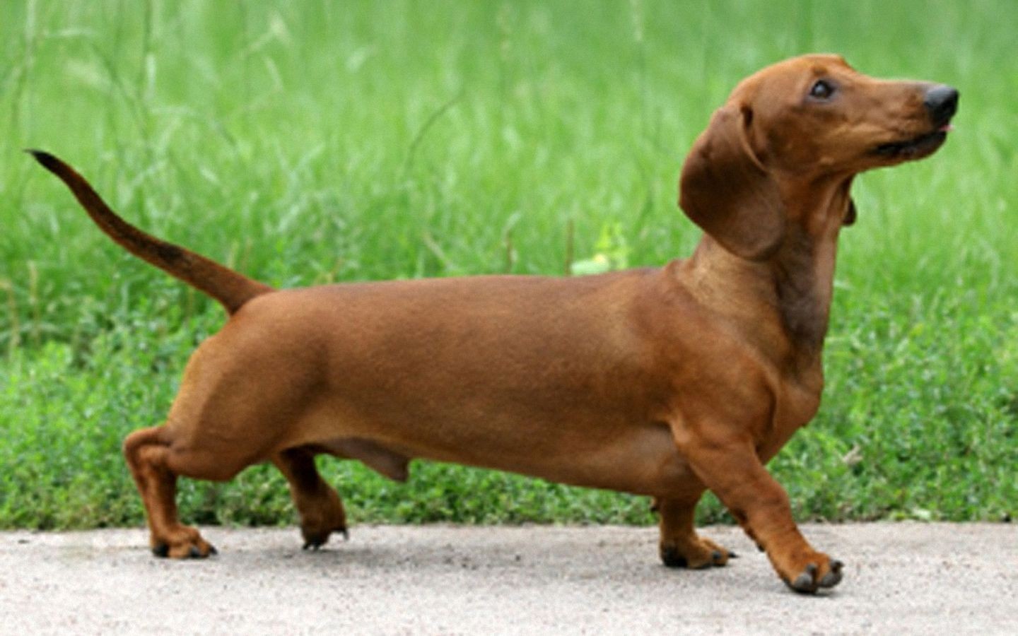 Tubuh anjing dachshund yang menginspirasi pembuatan sosis hot dog 