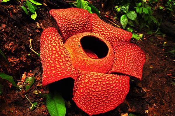 Ilustrasi Bunga Rafflesia Arnoldii 