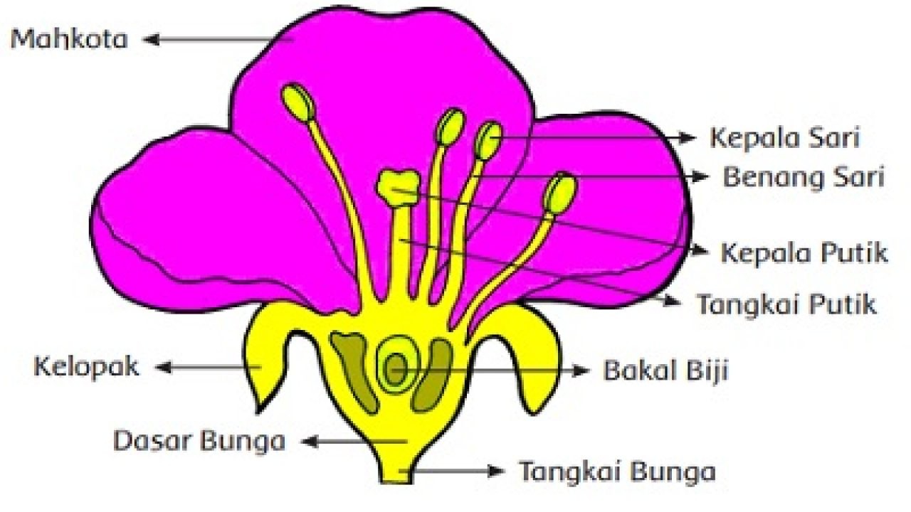Ilustrasi Bagian Bagian Bunga