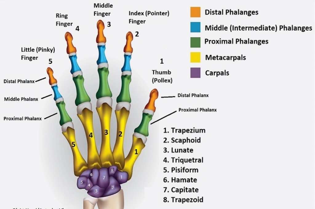 Contoh Anatomi Telapak Tangan Manusia 