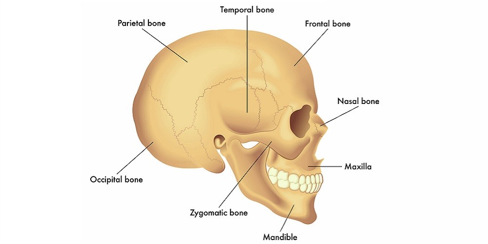 Ilustrasi Struktur Tulang Tengkorak Manusia 