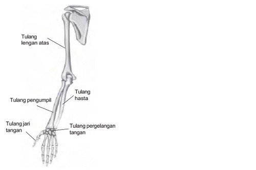 Ilustrasi Fungsi Tulang Pengumpil Manusia