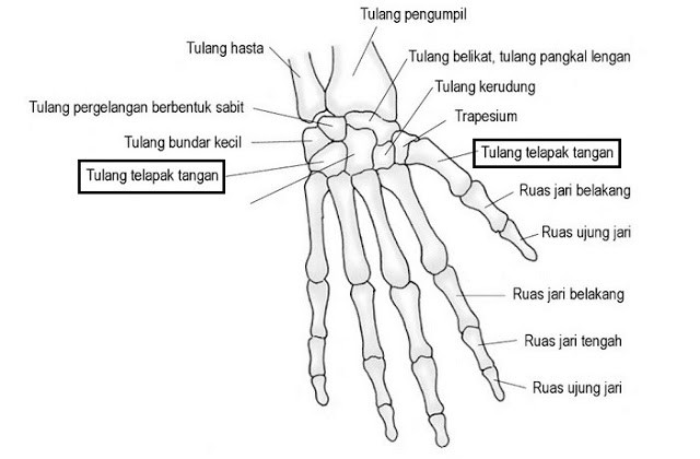 Anatomi Tulang Pergelangan Tangan Manusia 