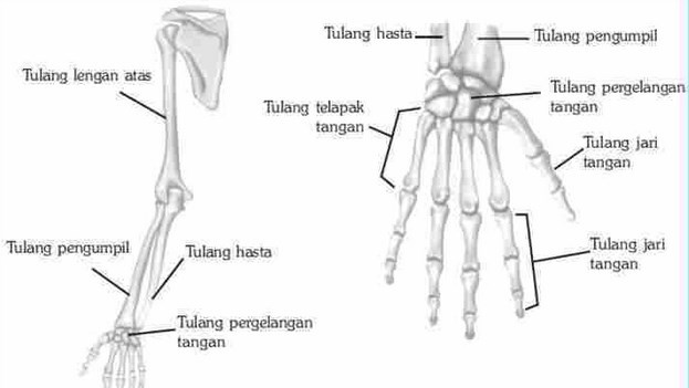 Ilustrasi Struktur Tulang Tangan Manusia 