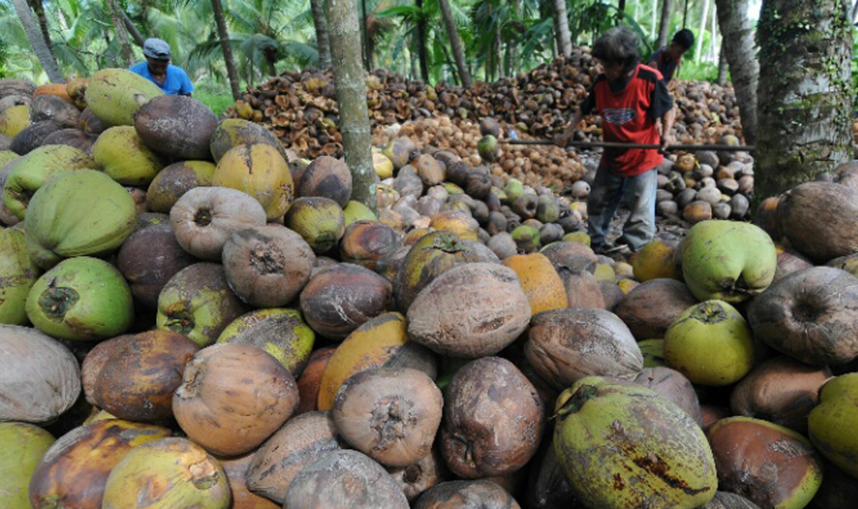 Buah kelapa 