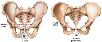 Struktur Anatomi Tulang Panggul Pria 