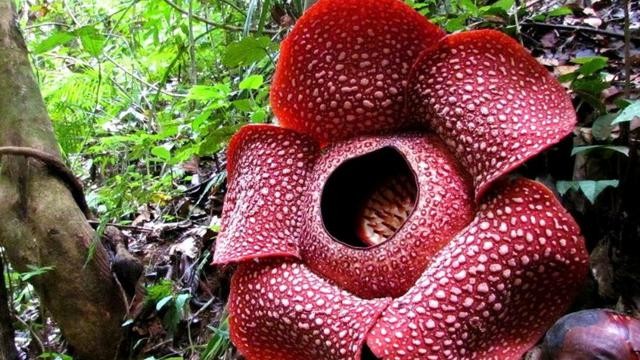 Gambar Bunga Rafflesia Arnoldii 