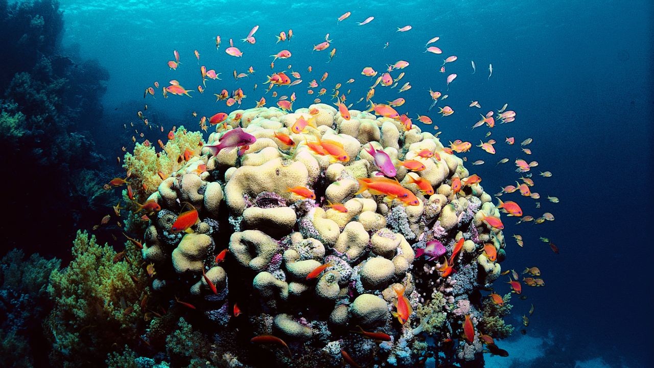 Great Barrier Reef 