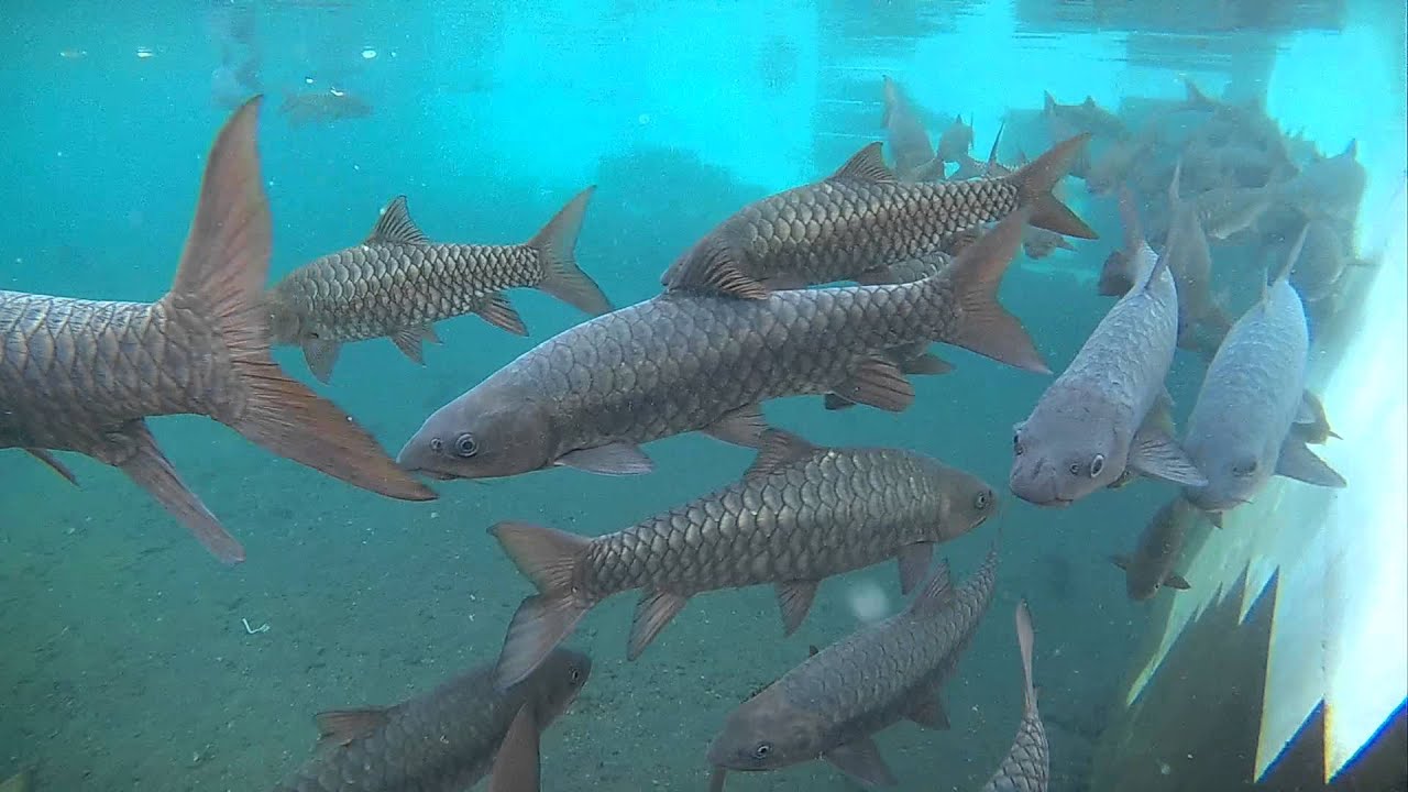Budidaya Ikan Dewa Dikeramatkan Sekaligus Menguntungkan 