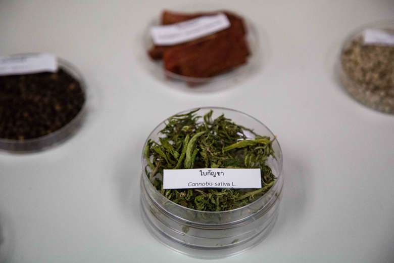 Thailand dan Malaysia Legalkan Ganja, Indonesia Kapan ...