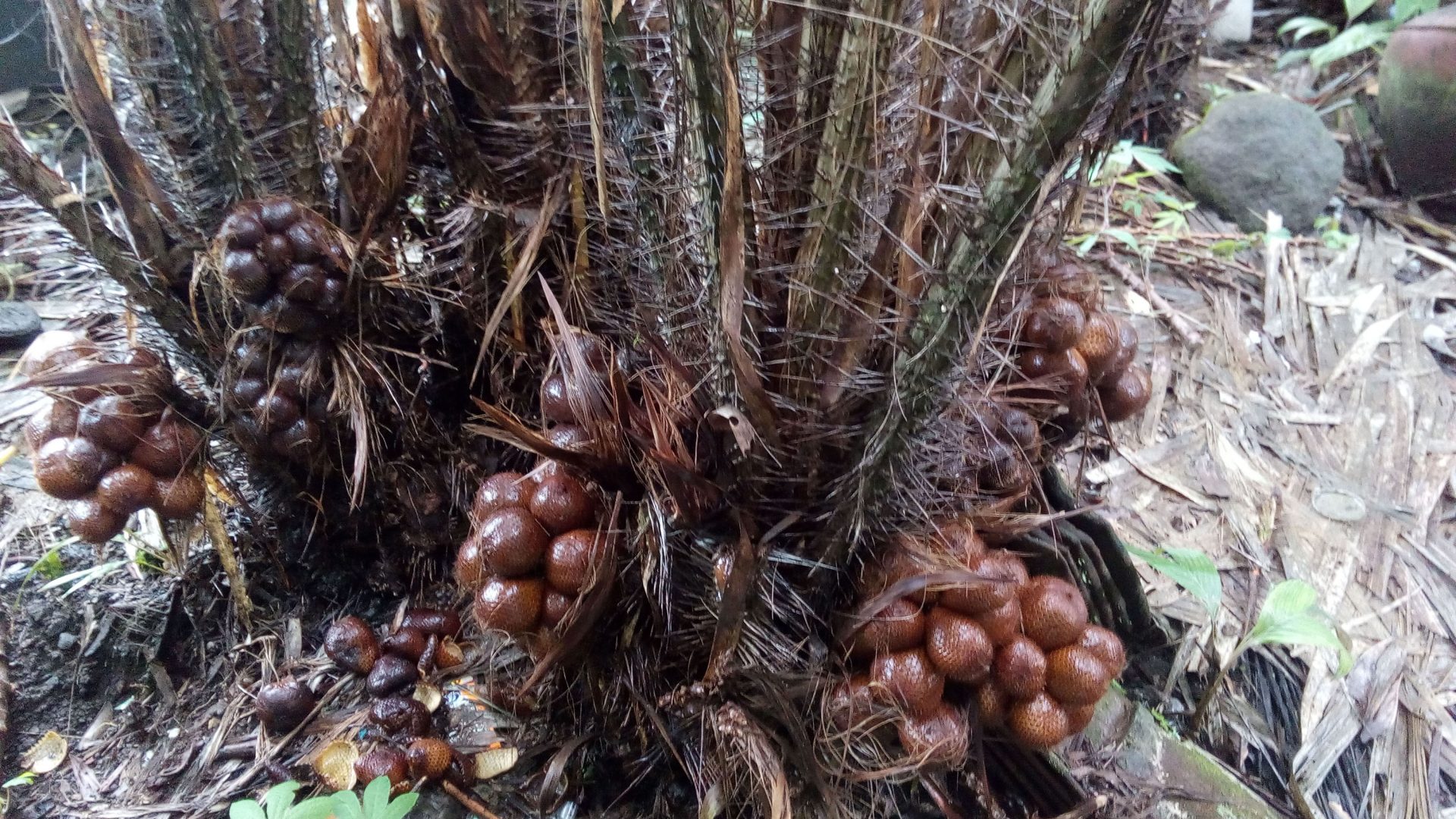 Berbagai Manfaat Buah Salak Untuk Kesehatan Terutama Pencernaan