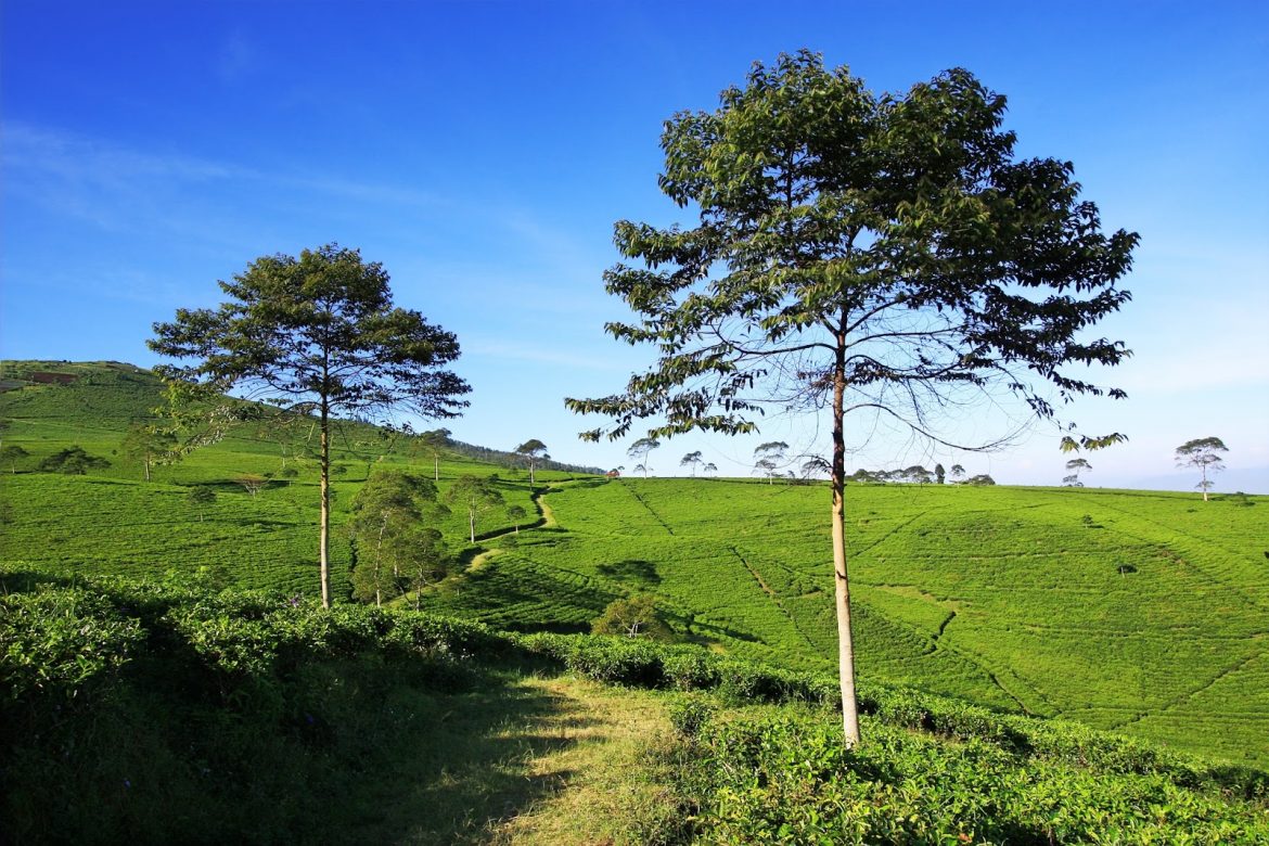 Wisata Di Kebun Teh Kemuning Yang Wajib Dikunjungi Travel 3419