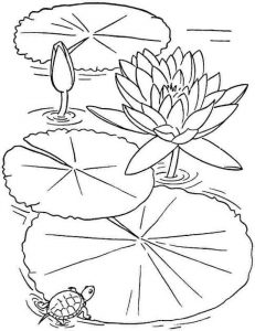 sketsa gambar bunga  Gambar  Bunga  untuk Mewarnai yang Digemari Anak anak 