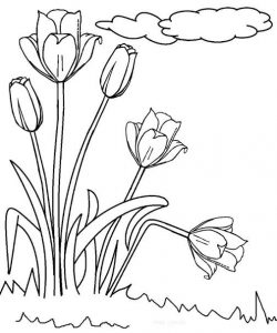 Cara Mewarnai Gambar Bunga Tulip Mewarnai Gambar