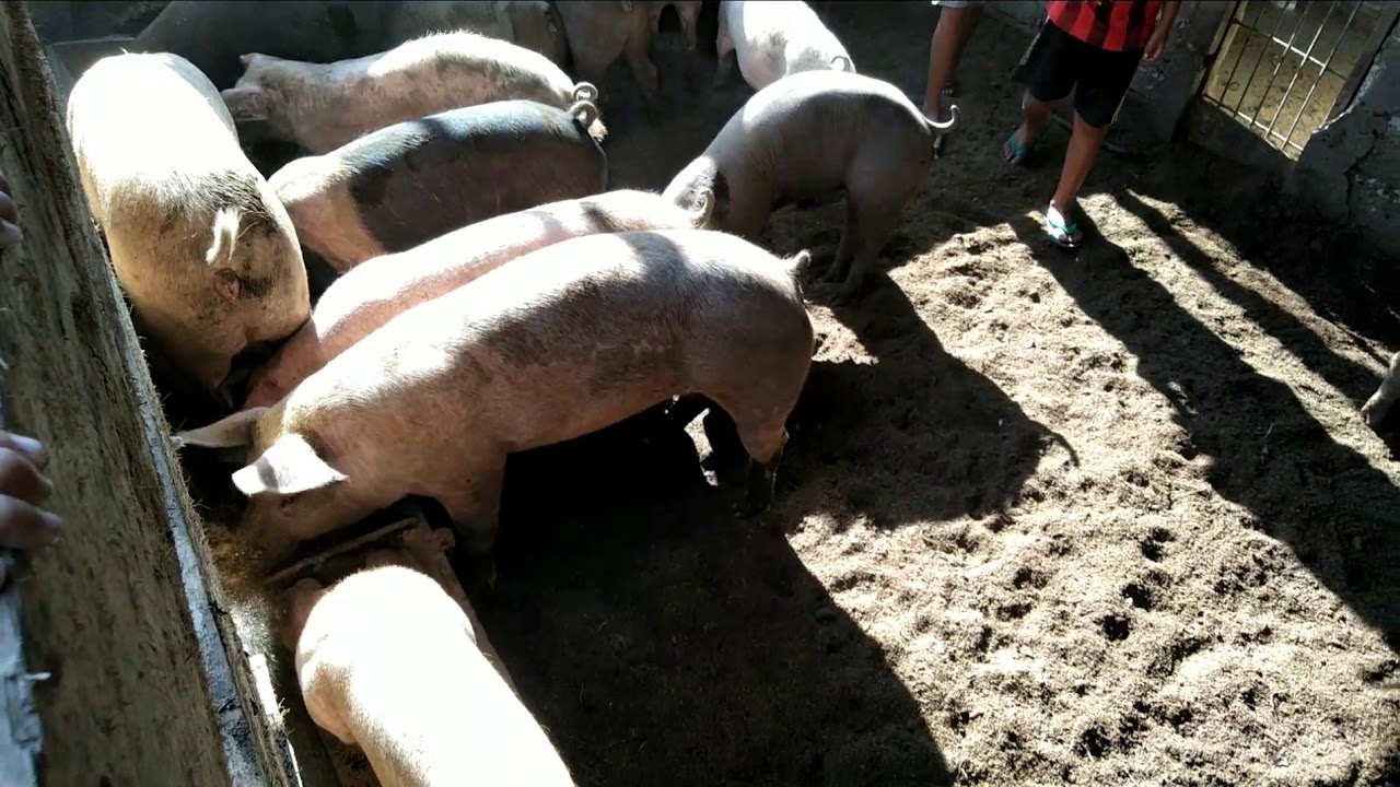 Berita Hari Ini: Kasus Kematian Babi di NTT Telah ...