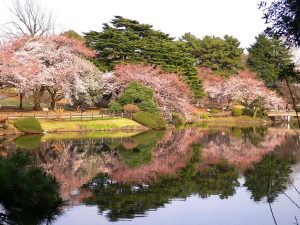 Tempat Terbaik Untuk Melihat Bunga Sakura Jepang Djawanews Com