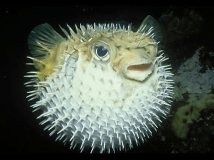 Ikan Bantal