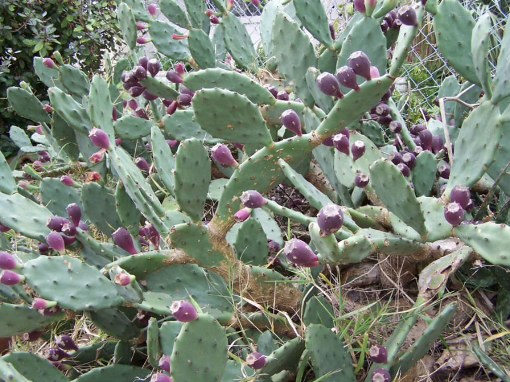 Kaktus jadi biofuel