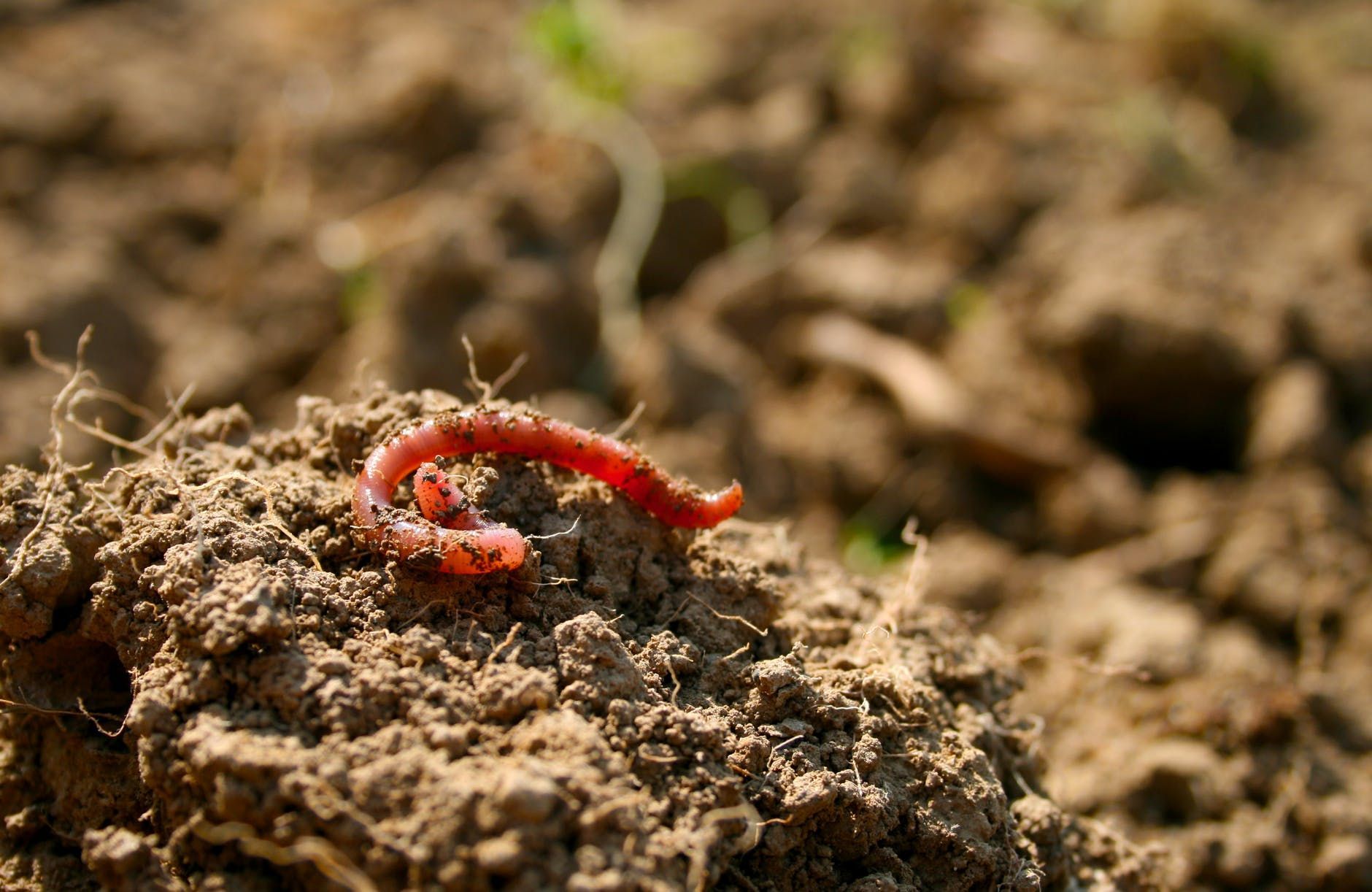 Munculnya Ribuan Cacing di Solo Mengundang Tanya, Inilah ...