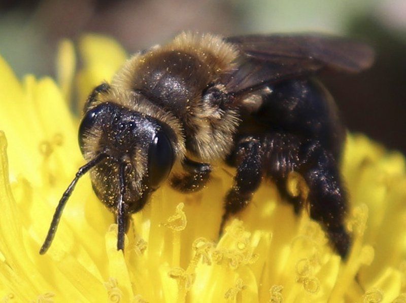 Lockdown melanggengkan kehidupan lebah