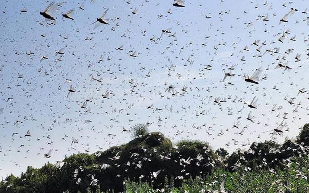 India diserang hama belalang