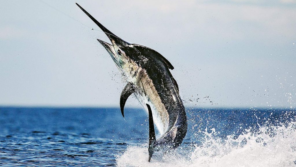Ikan Tercepat di Dunia