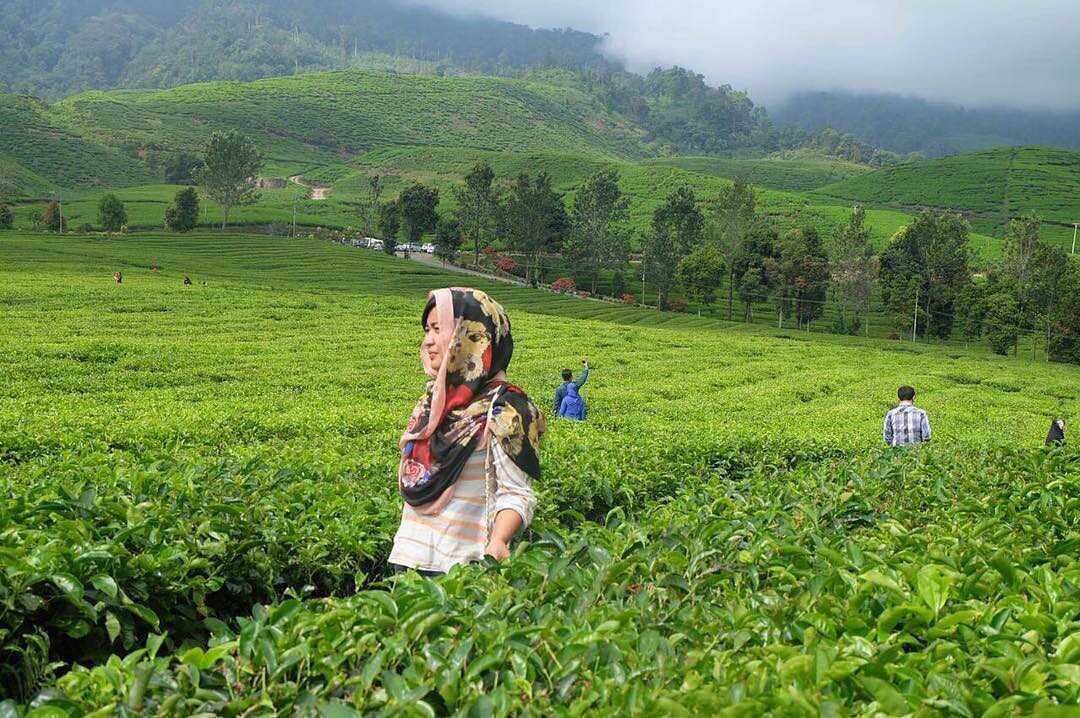 Rute Dan Kesegaran Wisata Kebun Teh Alahan Panjang Solok Travel