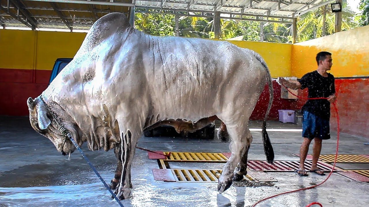 Berita Jateng: Sapi Terberat di Indonesia Ada di Purworejo ...
