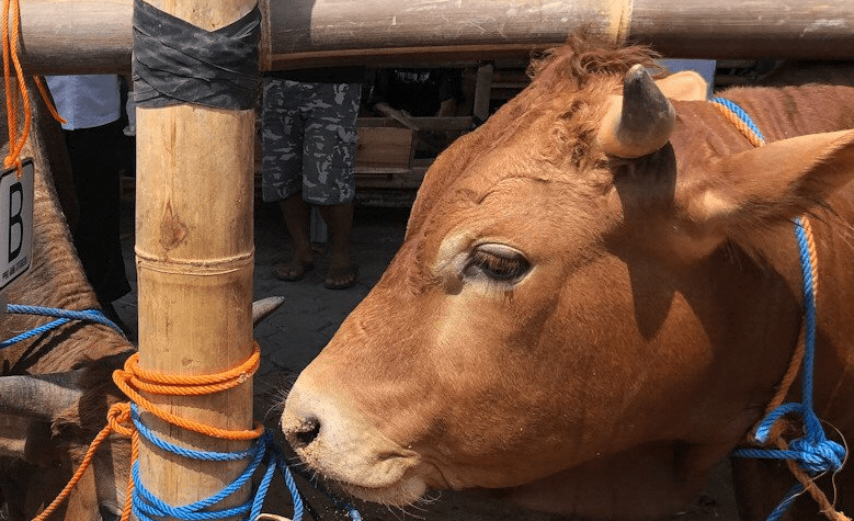 Berita Jogja: Wali Kota Yogyakarta Minta Camat dan Lurah ...